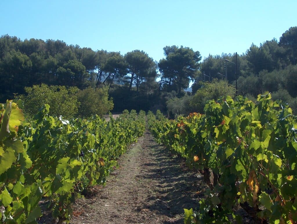 Blackcurrant wine growing fields