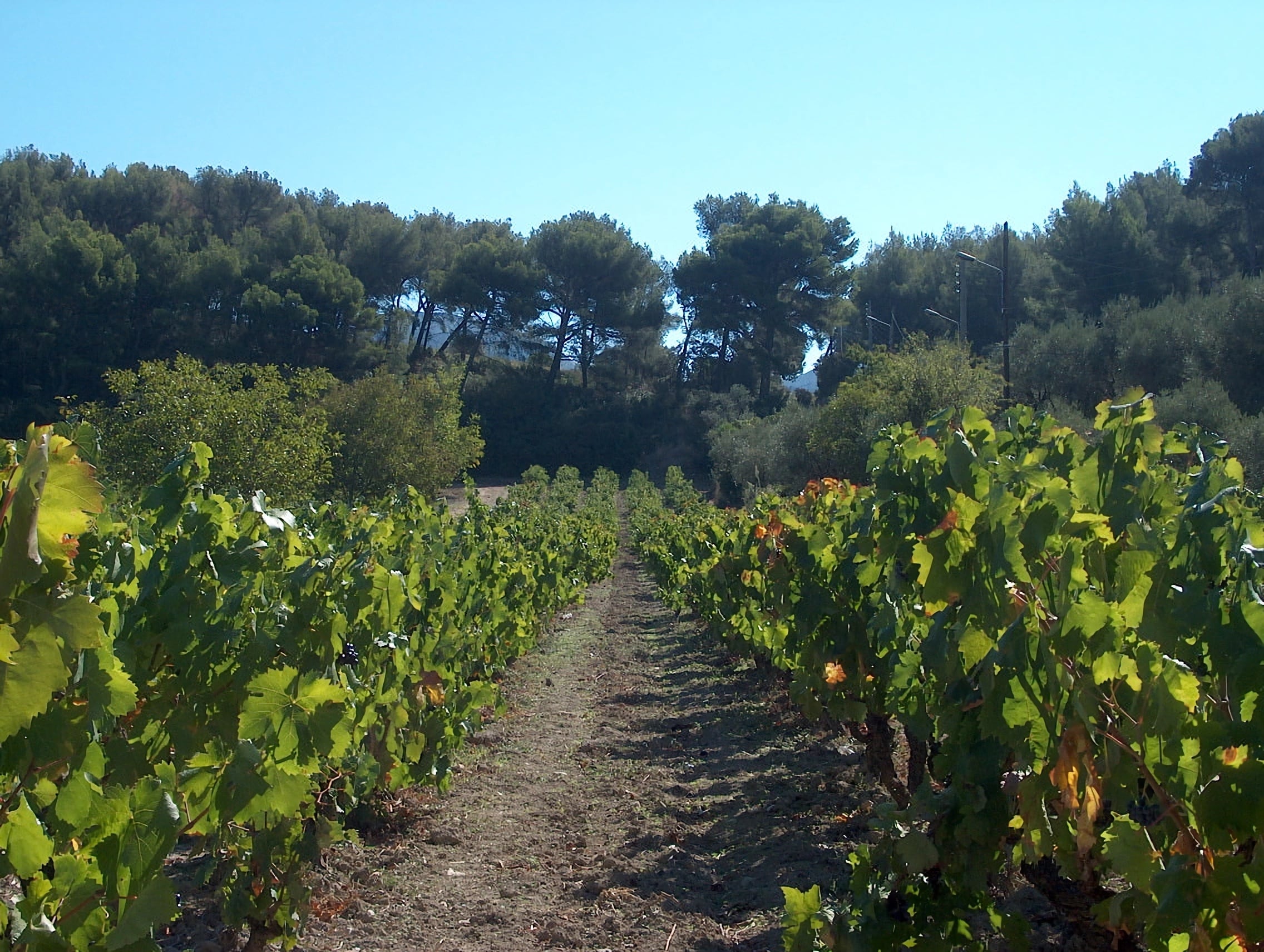 The Cassis vineyards